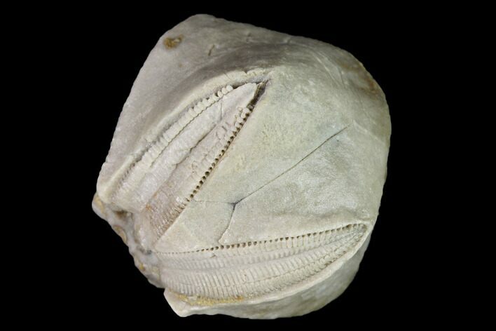 Blastoid (Pentremites) Fossil - Tennessee #142111